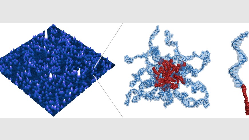 Links: Rasterkraftmikroskopische (AFM)-Aufnahme von Trypanosomen-spezifischen DNA-Nanopartikeln auf einer Glimmer-Oberfläche. Mitte: Moleküldarstellung eines einzelnen DNA-Nanopartikels, die den "core-shell"-Aufbau der Partikel verdeutlicht. Blau: DNA-Moleküle in der äusseren Hülle. Rot: Cholesterol-Moleküle im Kern. Rechts: Moleküldarstellung eines einzelnen DNA-Lipid Moleküls bestehend aus einem Cholestrol-Molekül (rot) als Membranlipid und einem DNA-Molekül (blau) mit enzymatischer Aktivität (DNAzyme).