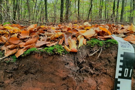Waldboden mit Blättern.