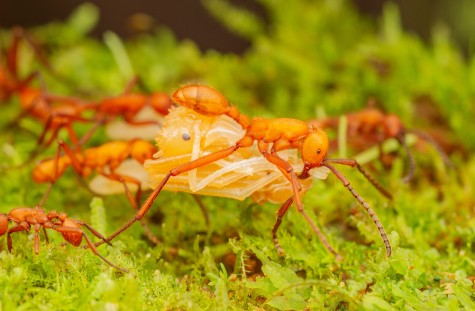 Treiberameise der Art Eciton hamatum trägt eine Puppe der Ameisengattung Acromyrmex als Beutestück. Bild: Daniel J. C. Kronauer