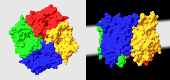 Abbildung eines Aquaporin-Tetrameters. Bild: Ralf Kaldenhoff / TU Darmstadt