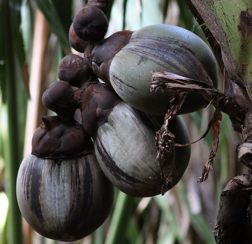 Drei Coco de Mer (Lodoicea maldivica) Nüsse an einem weiblichen Fruchtstand. Die Nüsse benötigen bis zu 7 Jahre zur Reifung. Bild: Dennis Hansen