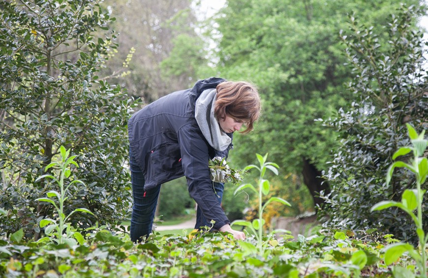 Eine Helferin bei Gartenarbeiten im Schlossgraben. Bild: Chris Hartung