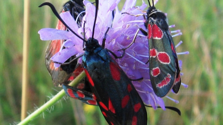 Widderchen (Zygaena carniolica und Z. filipendulae) an einer Witwenblume - zwei von über 500 Bestäuberarten in Wiesen, für denen die Temperaturaktivität gemessen wurde. Bild: Sara Kühsel