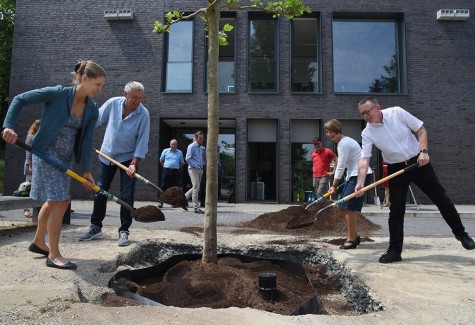 Letzte Handgriffe bei den neuen Platanen. Bild: Claus Völker
