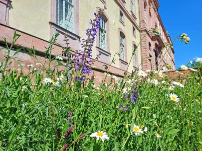 Biodiversitätswiese im Schlossgraben