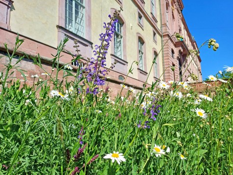 Biodiversitätswiese im Schlossgraben