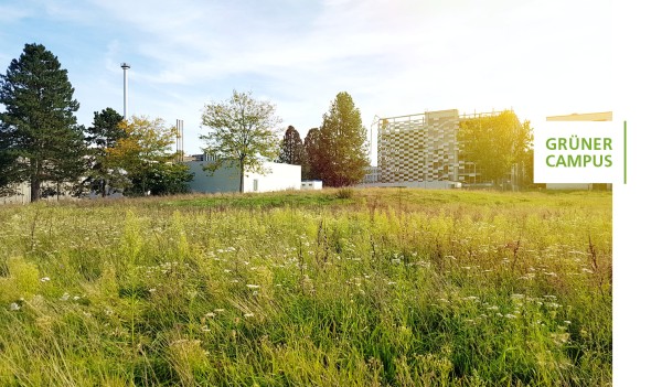 blühende Wiese auf dem Campus Lichtwiese der TU Darmstadt