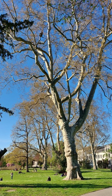 #studentsofTUdarmstadt, Back to Campus, Campus, Park, Uni-Gebäude, Bäume, Rasen, Studenten sitzen auf dem Rasen, Vögel. // #studentsofTUdarmstadt, Back to Campus, Campus, Park, University building, trees, grass, students sit on the lawn, birds. 