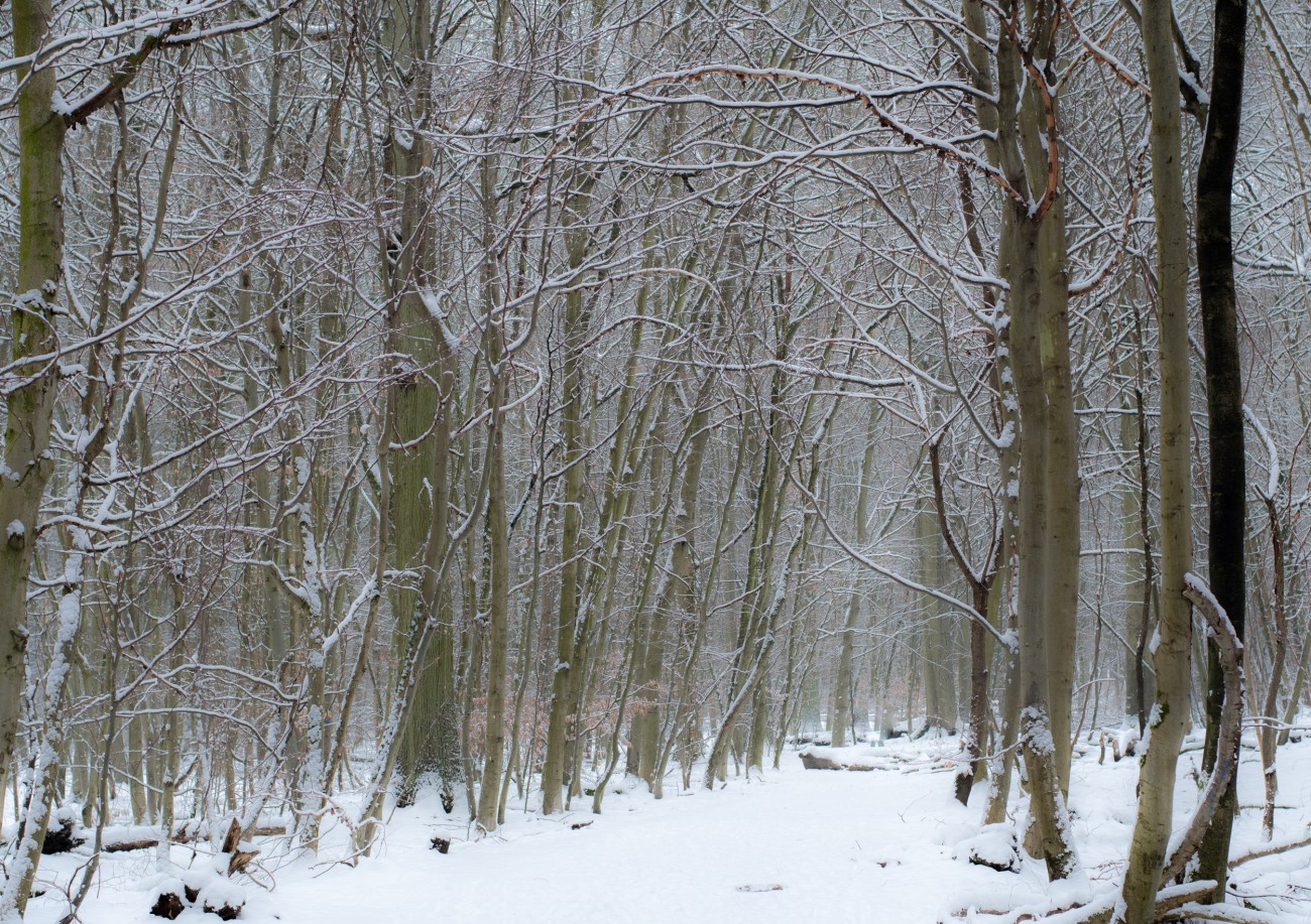 Winterlandschaft, Wald mit verschneiten Bäumen. // Winter landscape, forest with snow-covered trees.