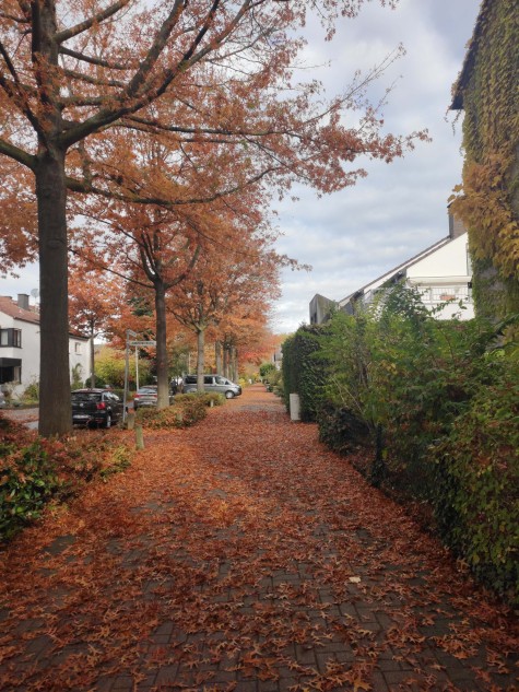 #studentsofTUdarmstadt,Arheilgen, Wohnviertel, Baumen, Herbst // #studentsofTUdarmstadt, Arheilgen, Living Quarters, Trees, Autumn